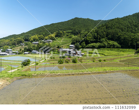 明日香村的梯田 111632099