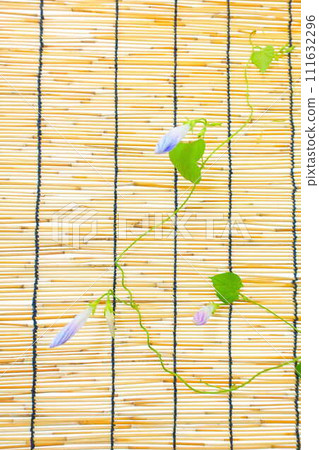 morning glory morning glory bud morning glory morning glory bud 111632296