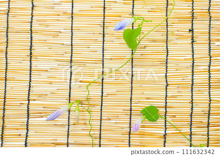 牽牛花 牽牛花 芽 牽牛花 牽牛花 芽 111632342