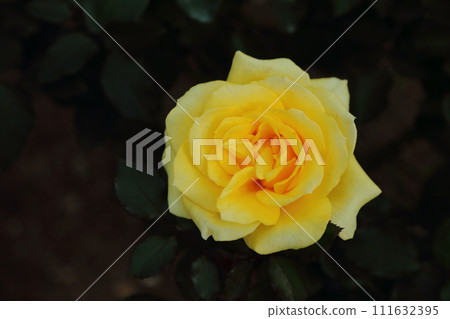 Arao City Ominous Citizen Flower Bed Rose Flower, Arao City Ominous Citizen Flower Bed Rose Flower, 111632395