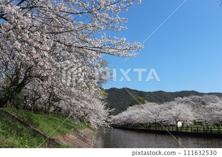 Kumamoto Prefecture Tateoka Nature Park in spring 111632530