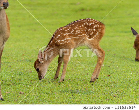 奈良公園的小鹿 奈良公園的小鹿 111632614