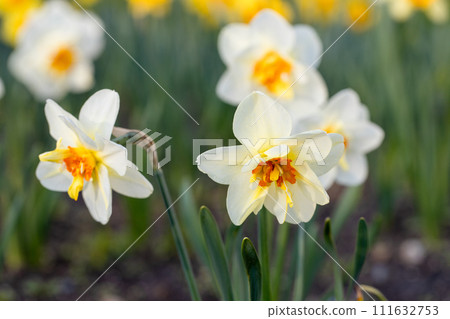 Beautiful narcissus flowers bloom in the spring garden. 111632753