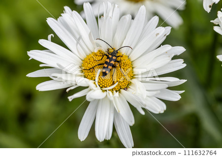 Plagionotus arcuatus, striped longhorned beetle close-up on chamomile flower 111632764