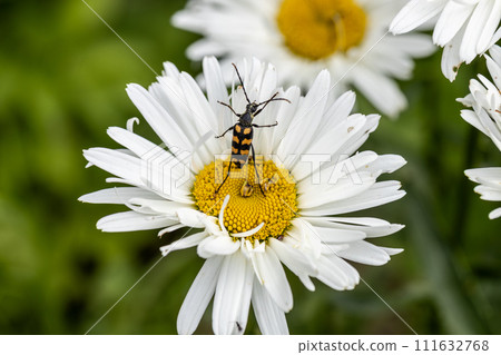 Plagionotus arcuatus, striped longhorned beetle close-up on chamomile flower Plagionotus arcuatus, striped longhorned beetle close-up on chamomile flower 111632768