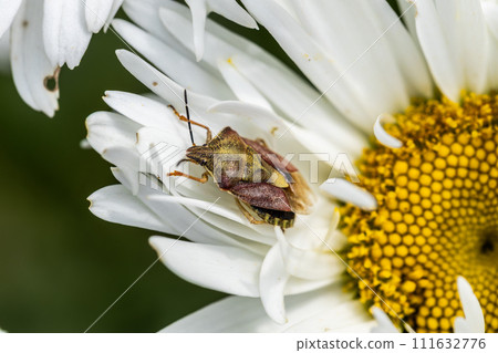 Macro photo of a shieldbug, Carpocoris purpureipennis on chamomile flower Macro photo of a shieldbug, Carpocoris purpureipennis on chamomile flower 111632776
