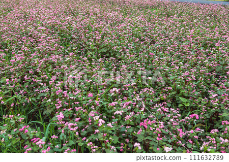 Red buckwheat flowers on the field. Blooming buckwheat. Buckwheat field on a summer sunny day. Red buckwheat flowers on the field. Blooming buckwheat. Buckwheat field on a summer sunny day. 111632789
