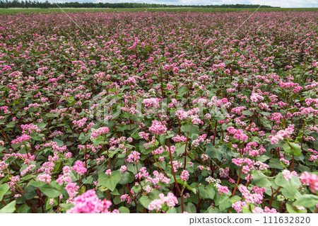 Red buckwheat flowers on the field. Buckwheat field on a summer sunny day. Red buckwheat flowers on the field. Buckwheat field on a summer sunny day. 111632820