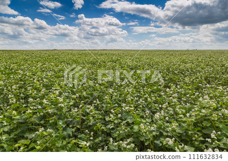 White buckwheat flowers on the field. Blooming buckwheat. Buckwheat field on a sunny summer day. White buckwheat flowers on the field. Blooming buckwheat. Buckwheat field on a sunny summer day. 111632834