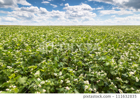 White buckwheat flowers on the field. Blooming buckwheat. Buckwheat field on a sunny summer day.  111632835