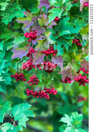 Red viburnum berries on a tree in autumn 111632853