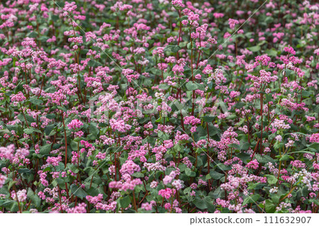 Red buckwheat flowers on the field. Blooming buckwheat. Buckwheat field on a summer sunny day. Red buckwheat flowers on the field. Blooming buckwheat. Buckwheat field on a summer sunny day. 111632907
