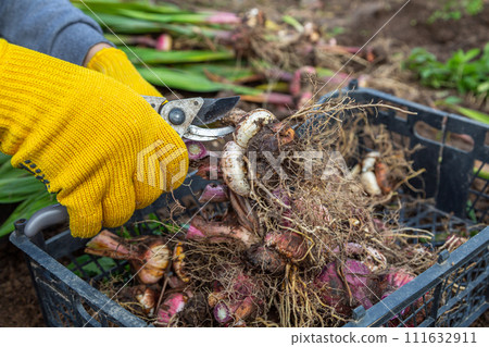 Garden pruning shears are yellow. Hands with gloves. Bulb of gladioli without soil 111632911