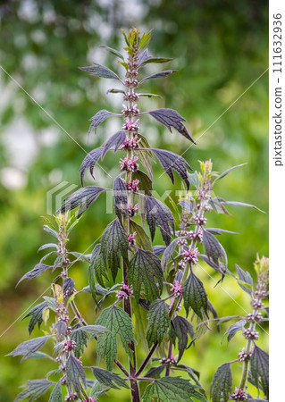 Close up of emerging motherwort herb flowers Close up of emerging motherwort herb flowers 111632936