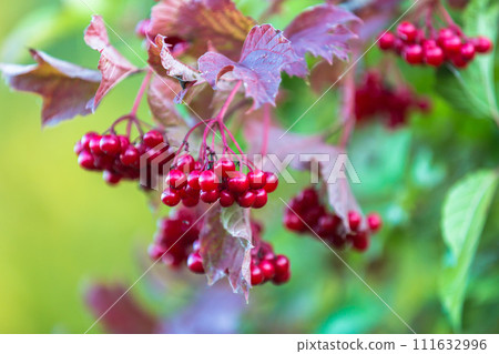 Red viburnum berries on a tree in autumn Red viburnum berries on a tree in autumn 111632996