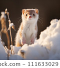 Stoat in the snow looking at the camera 111633029