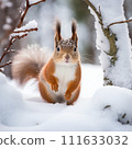 Red squirrel looking at camera in the snow 111633032