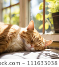 Cat sleeping in the sun by the window 111633038