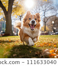 Corgi running under the ginkgo tree 111633040