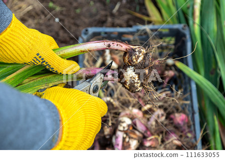 Garden pruning shears are yellow. Hands with gloves. Bulb of gladioli without soil Garden pruning shears are yellow. Hands with gloves. Bulb of gladioli without soil 111633055