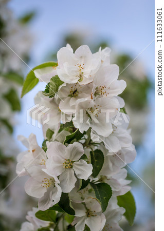 Apple tree flowers in white and pink - flowering time in the beautiful Lana in South Tyrol Apple tree flowers in white and pink - flowering time in the beautiful Lana in South Tyrol 111633061