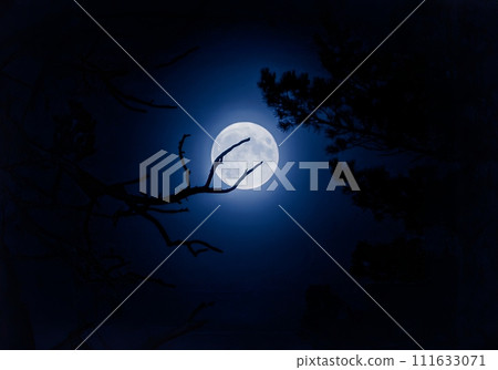 Moonlit night sky with silhouetted trees and tranquil full moon 111633071
