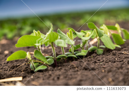 Fresh green soy plants on the field in spring. Rows of young soybean plants Fresh green soy plants on the field in spring. Rows of young soybean plants 111633073