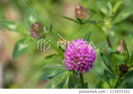 butterfly on a flower. beautiful lady butterfly Vanessa cardui, red clover, close-up 111633101