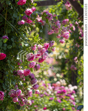 pink roses blooming in the botanical garden 111633103