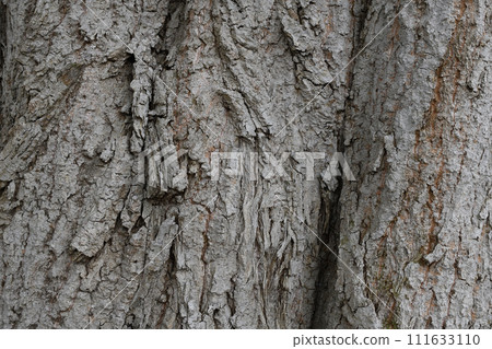 Tree trunk Tree trunk 111633110