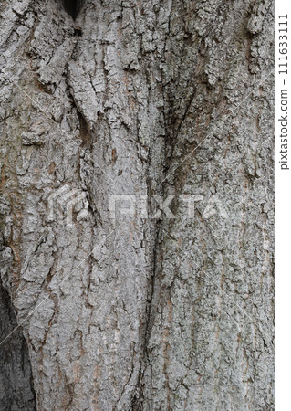 Tree trunk Tree trunk 111633111