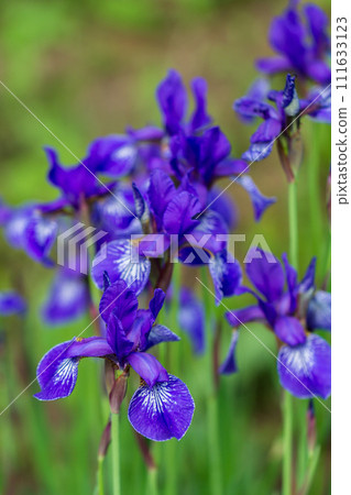 Flowers of Siberian iris, Iris sanguinea, wetted by rain Flowers of Siberian iris, Iris sanguinea, wetted by rain 111633123
