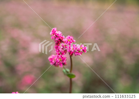 Red buckwheat flowers on the field. Blooming buckwheat. Buckwheat field on a summer sunny day.  111633125