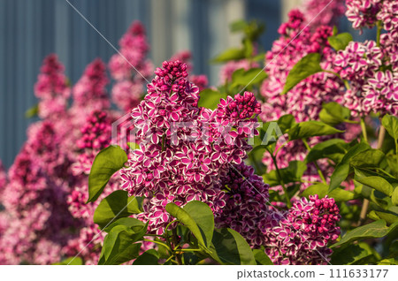 Beautiful bunch of lilac closeup. Lilac Flowering. Lilac Bush Bloom. Beautiful bunch of lilac closeup. Lilac Flowering. Lilac Bush Bloom. 111633177