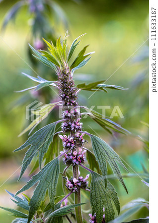 Close up of emerging motherwort herb flowers Close up of emerging motherwort herb flowers 111633187