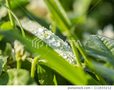 新鮮的綠色植物與水滴 111633212
