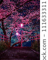 Cherry blossoms at night 111633311
