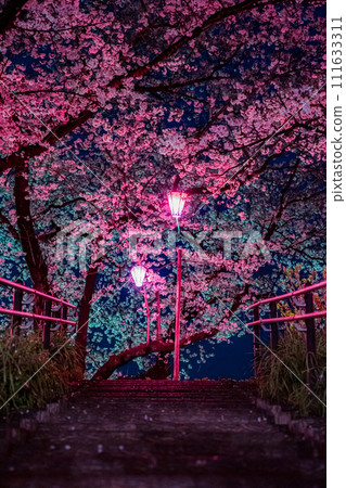Cherry blossoms at night 111633311