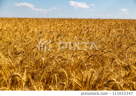 golden field with spikelets of ripe wheat 111633347
