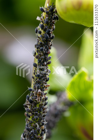 Black bean aphids aphis fabae colony on heavyly infested plant stem 111633370