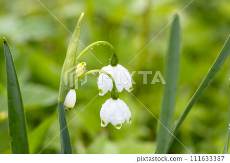 Close up shot of the Summer snowflake or Loddon lily (leucojum aestivum) Gravetye Giant flowering with white pendant flowers with greenish marks in the garden 111633387