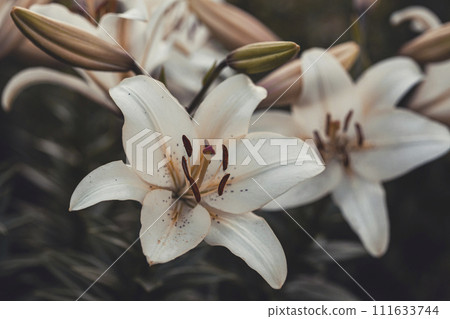 white lilies macro photography in summer day. Beauty garden lily with white petals close up garden photography. white lilies macro photography in summer day. Beauty garden lily with white petals close up garden photography. 111633744
