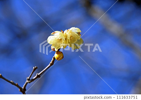 Rowbai (wax plum) Rowbai (wax plum) 111633751