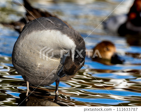 Male pintail duck at the waterside 111633787