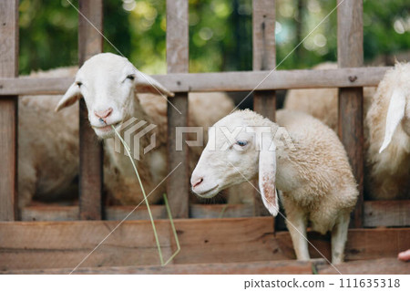 A group of sheep standing next to each other in a pen with a fence in the background A group of sheep standing next to each other in a pen with a fence in the background 111635318