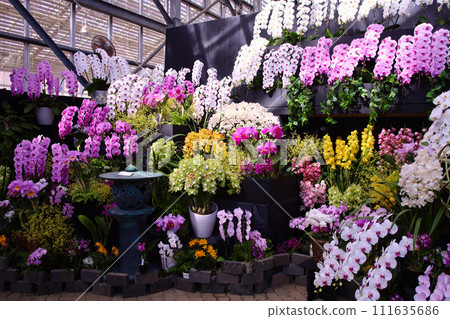 Western orchids at Tochigi Flower Center Western orchids at Tochigi Flower Center 111635686