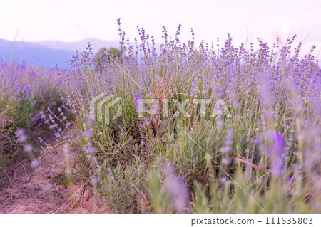 Lavender flowers close-up on sky background Lavender flowers close-up on sky background 111635803