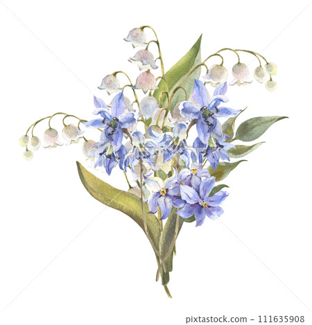 Watercolor Spring flowers bouquet. Blue Scilla flowers, lily isolated on white background. Forest flowers liverwort, scilla, coppice. Illustration of delicate lilac flowers. 111635908