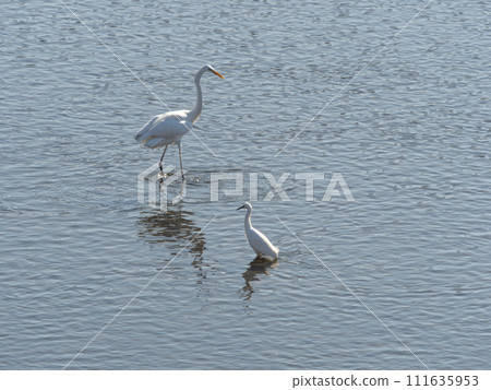 大和川的小白鷺與大白鷺 111635953