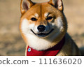 脖子上繫著圍巾的柴犬正在微笑 111636020